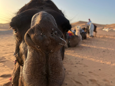 Viajaremos Marruecos- Day Tours-Midelt必去景点