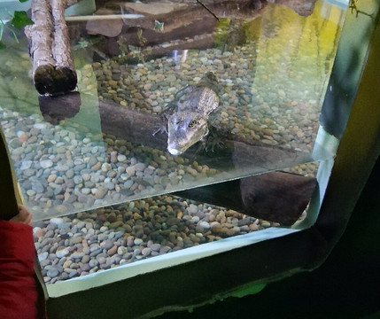 Camel Creek Family Adventure Park-Wadebridge必去景点