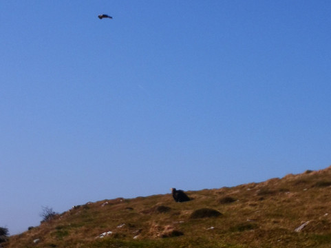 Wings Of Wales-布雷肯比肯斯国家公园必去景点