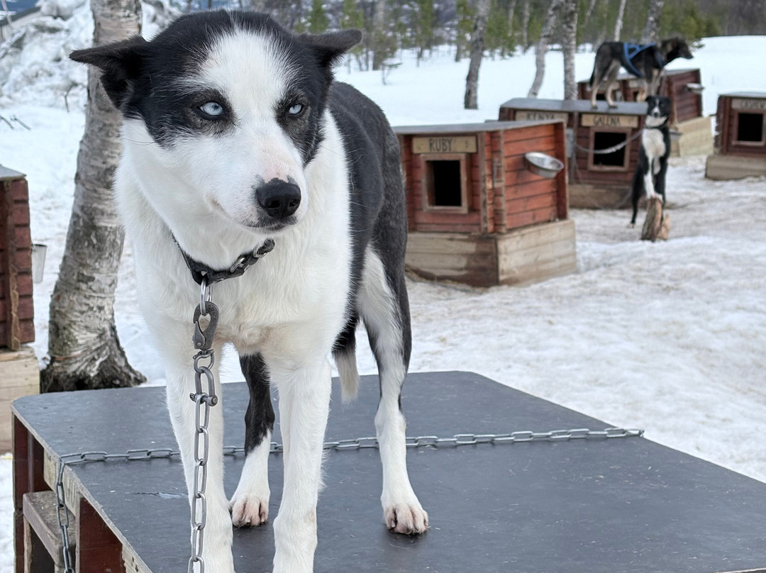 Aurora Alps-特罗姆瑟必去景点