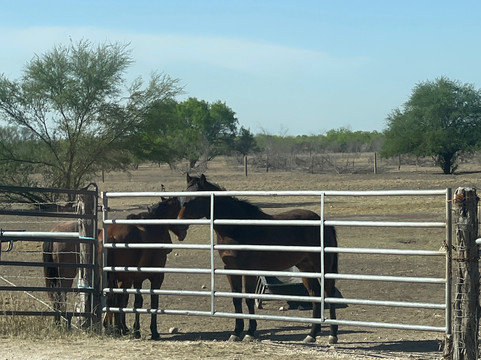 King Ranch Visitor Center-Kingsville必去景点