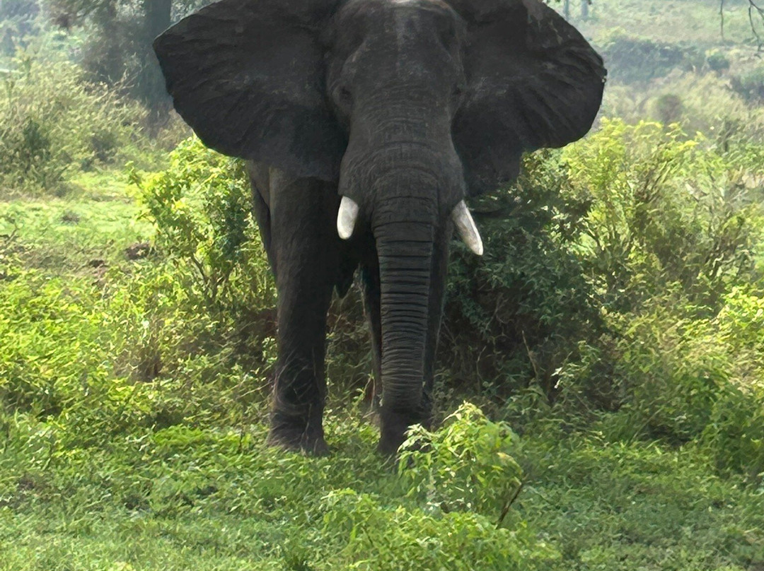 Steady Safaris Limited-坎帕拉必去景点