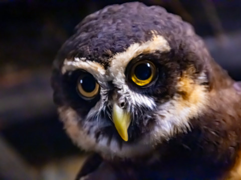 El Pantanal-瓜亚基尔必去景点