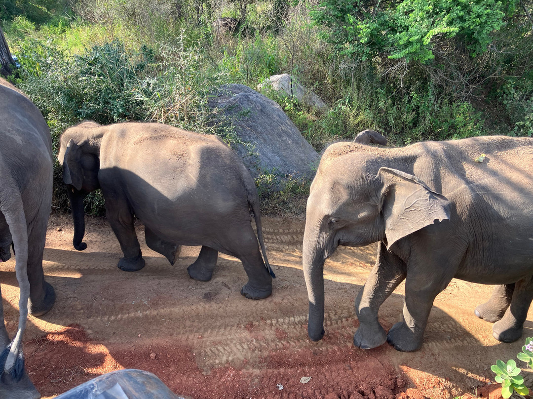 Tour Hope Lanka-卡图纳耶克必去景点