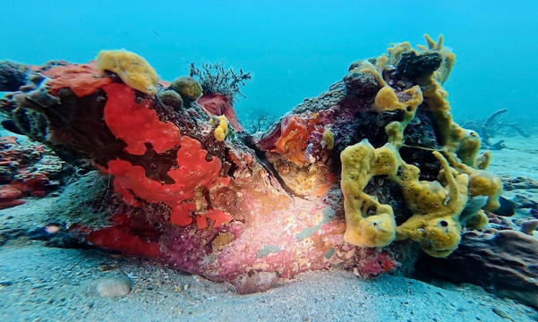 Panama Dive School-博卡斯德尔托罗必去景点