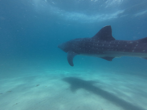 Mafia Island Dream Adventures-Kilindoni必去景点