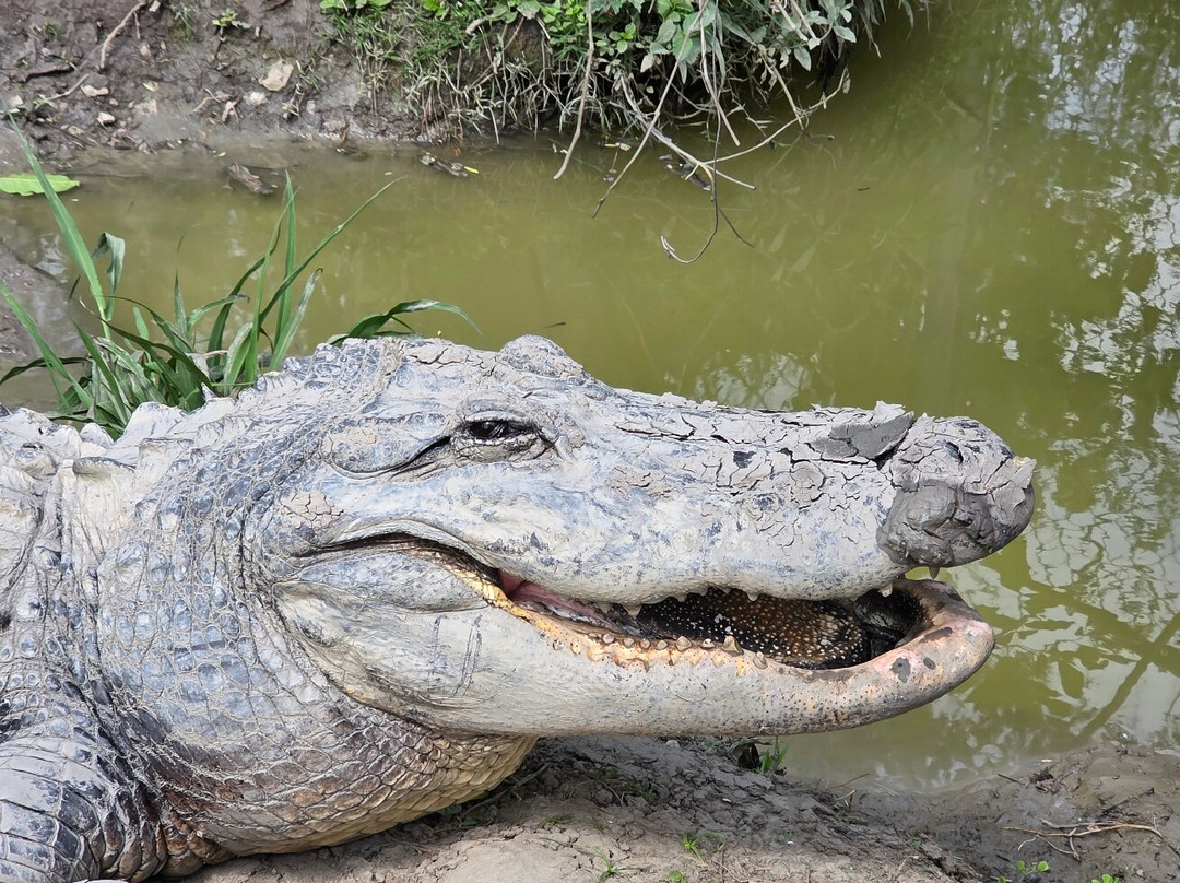 Zam's Bayou Swamp Tours-Kraemer必去景点