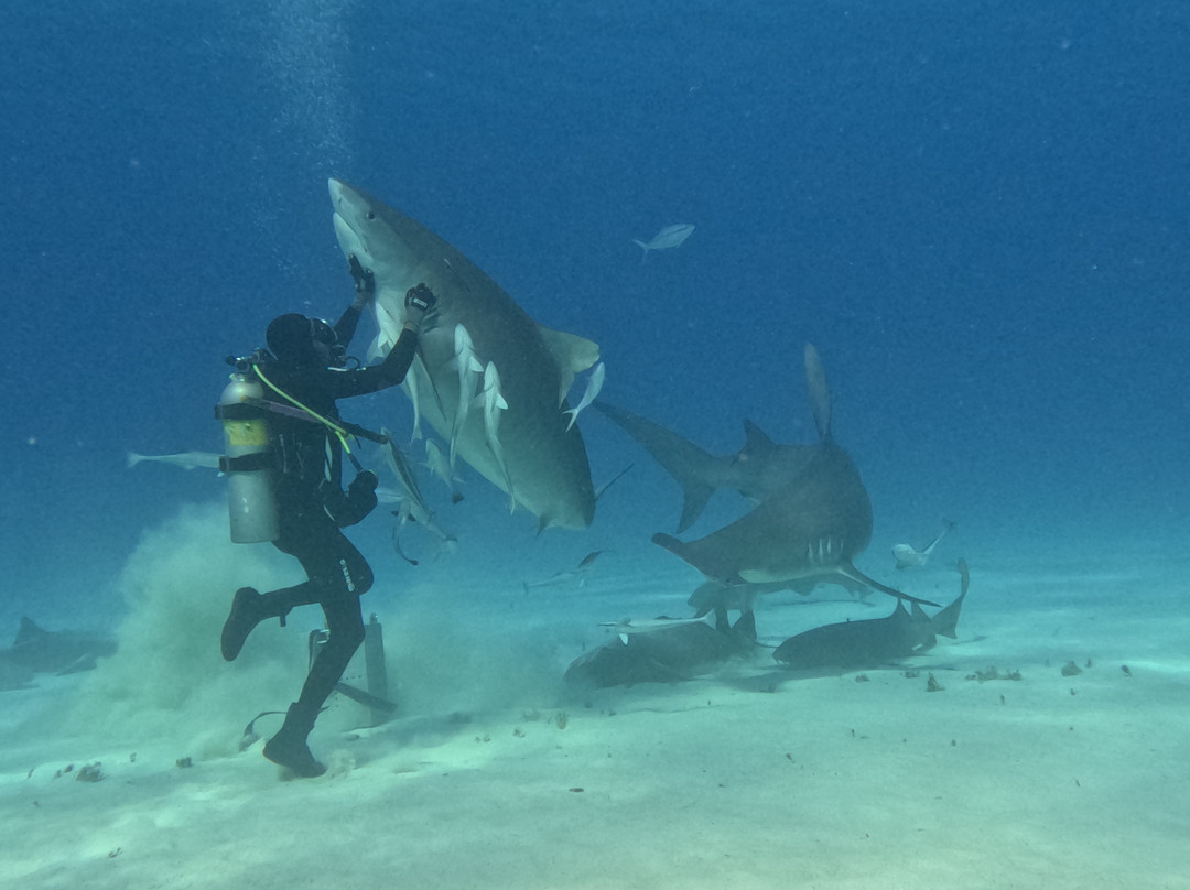 Neal Watson's Bimini Scuba Center-Alice Town必去景点
