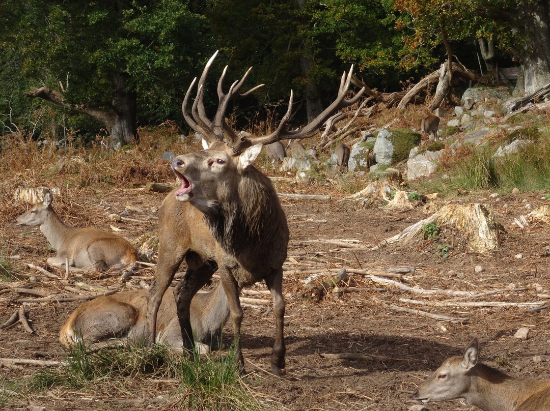 Bainloch Deer Park-Dalbeattie必去景点