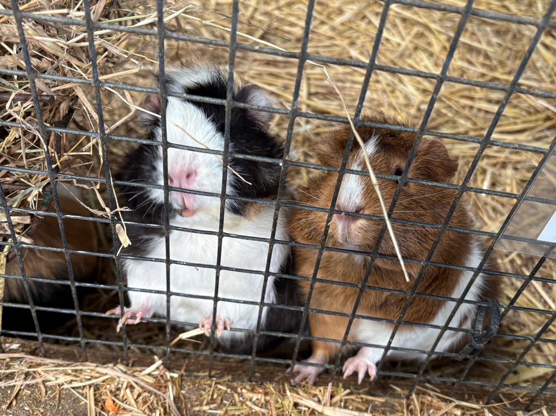 Ash End House Children's Farm-塔姆沃思必去景点