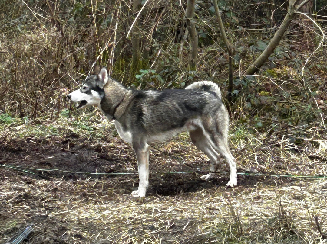 Mynydd Sleddog Adventures-Cerrigydrudion必去景点