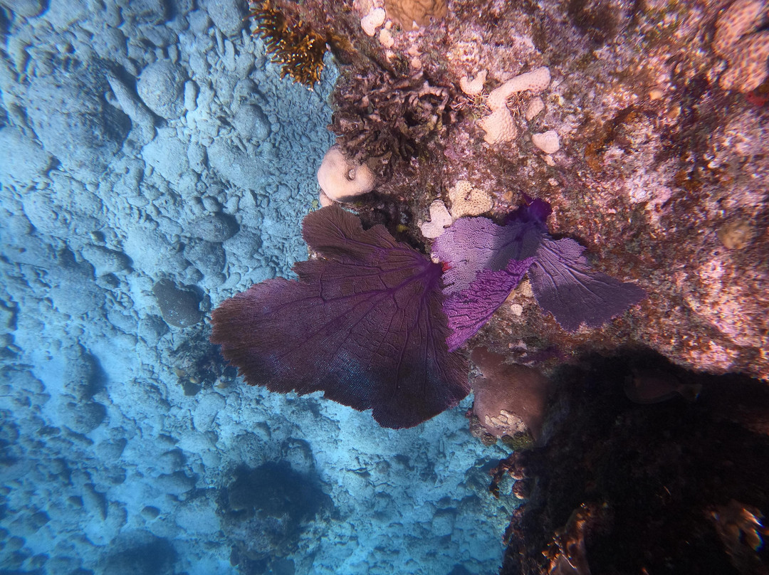 Snorkeling Tour Varadero-巴拉德罗必去景点