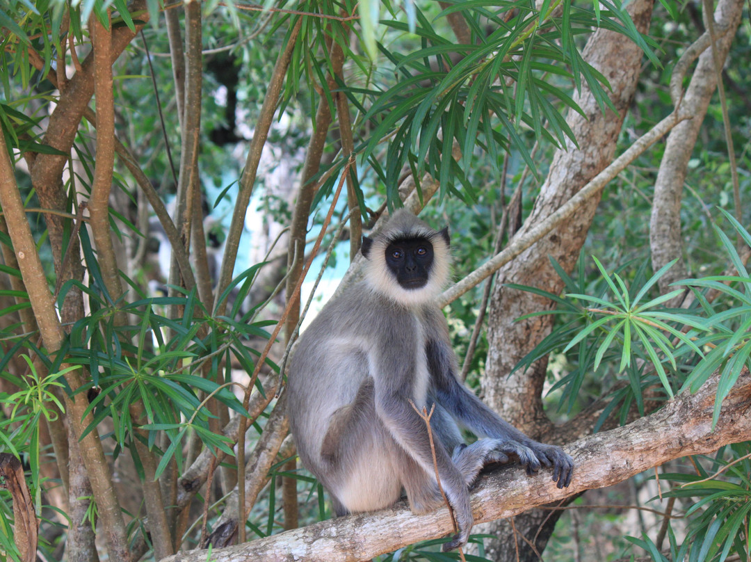 Travelling Pearl Lanka-尼甘布必去景点