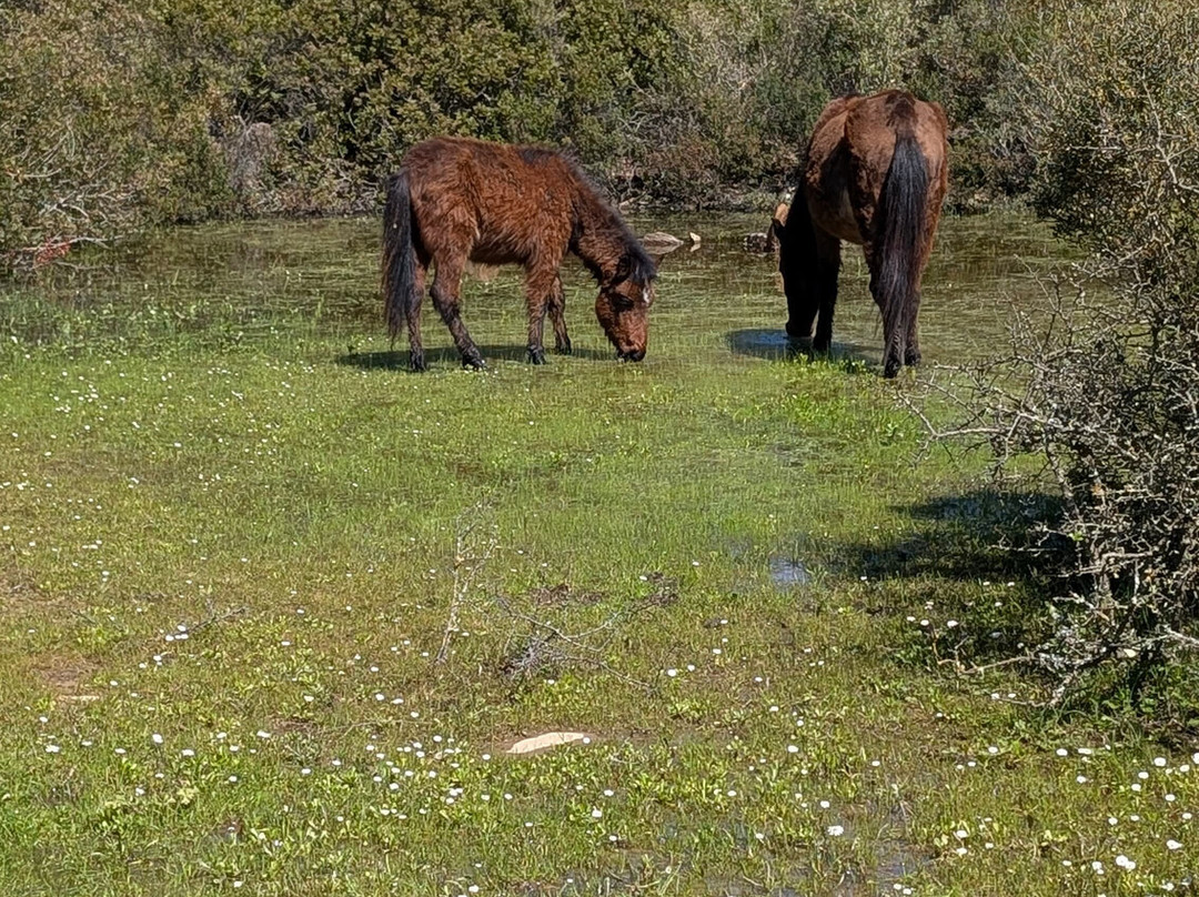 Vivisardinia-Collinas必去景点