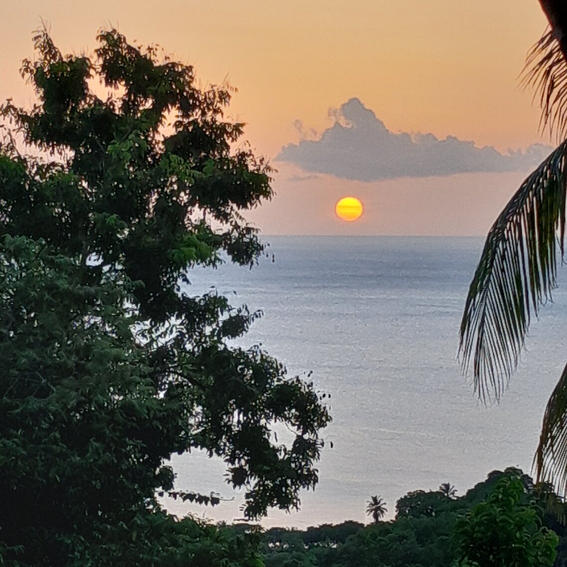 Le Jardin Tropical-官方