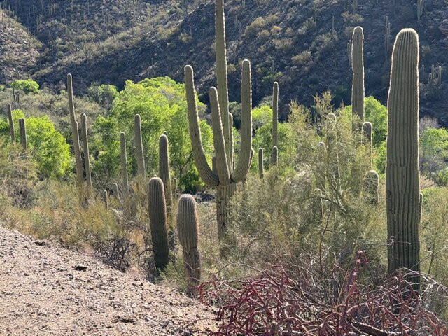 Saguaro National Park-图森必去景点