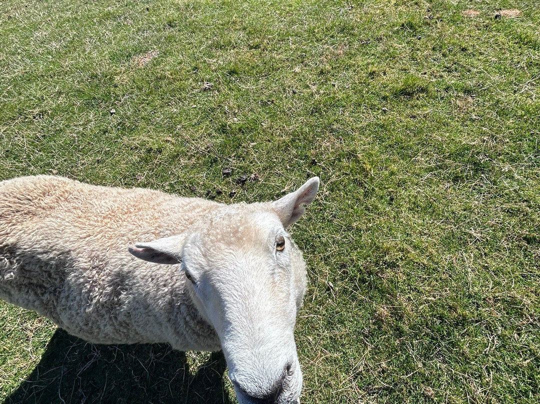 Glenorchy Animal Experience-格伦诺基必去景点
