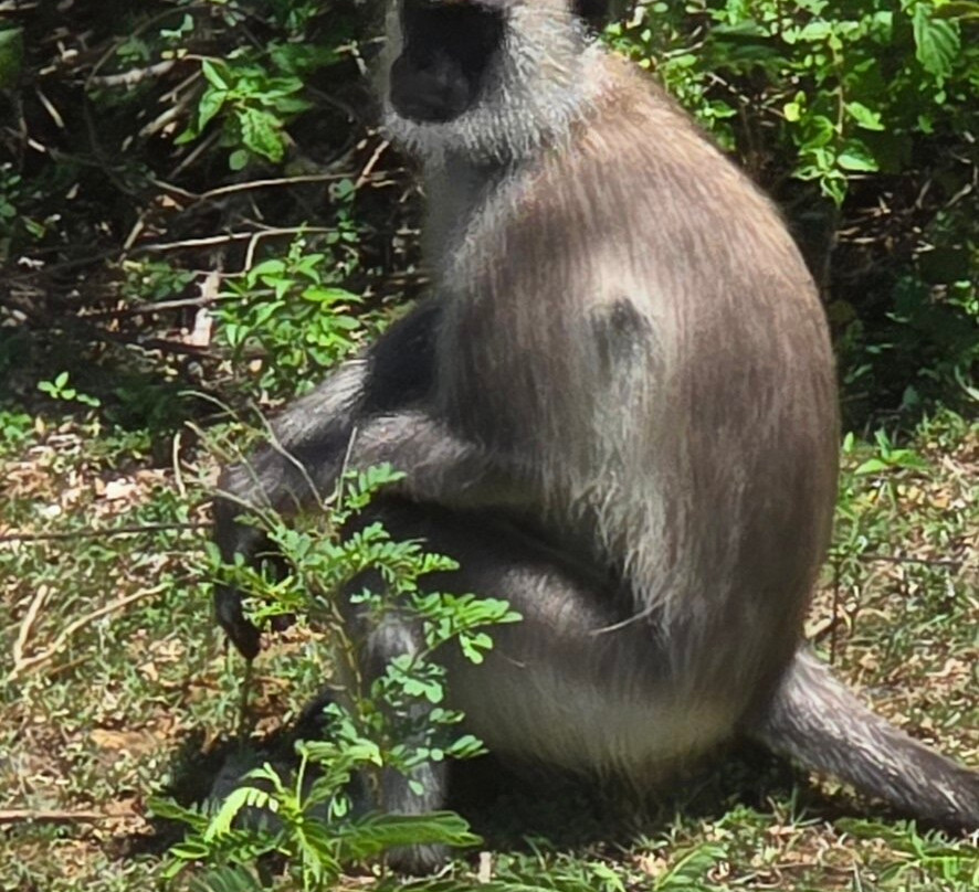 TRY LANKA TRAVEL-加勒必去景点