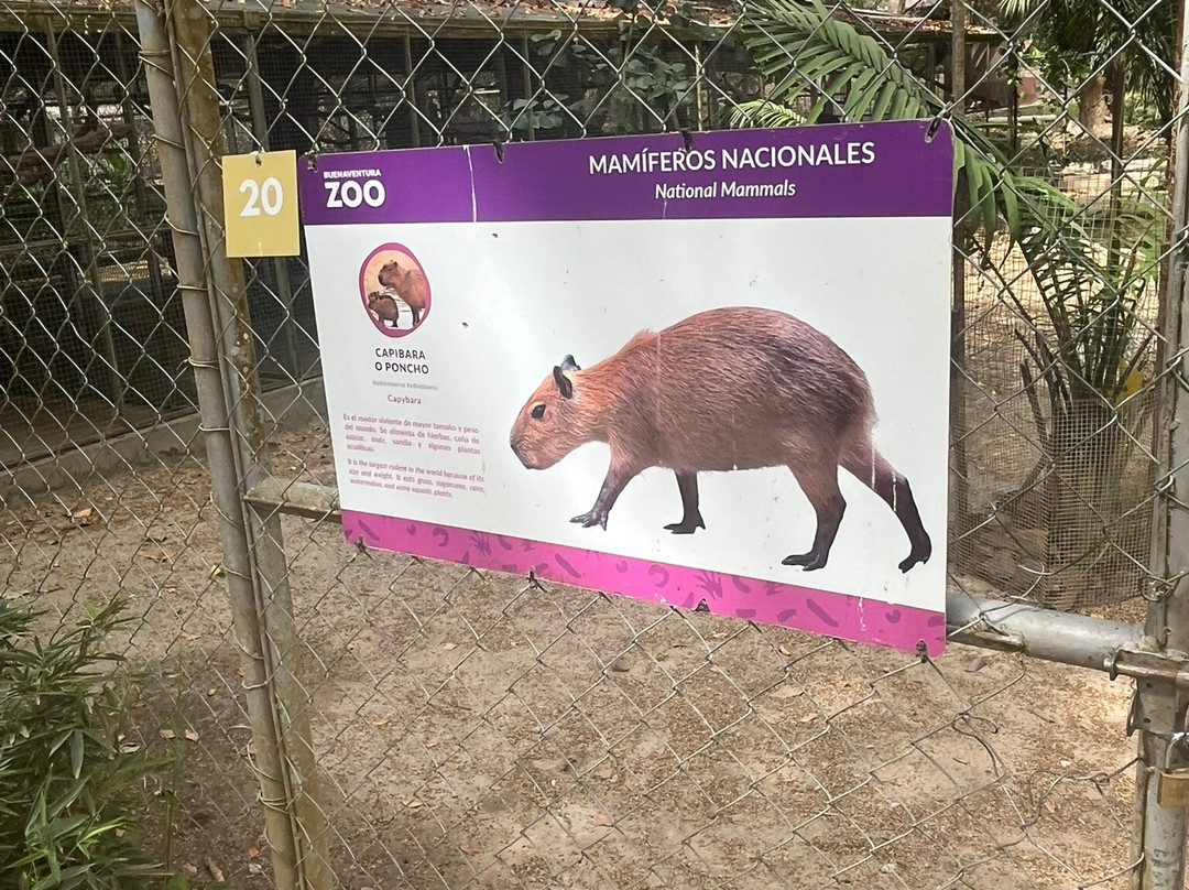 Buenaventura Zoo-雷哈托必去景点