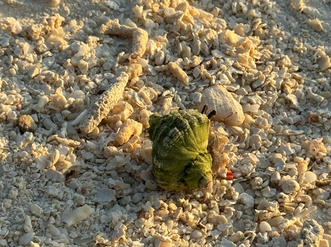 馬爾地夫克哈瓦島安納塔拉別墅度假酒店主图