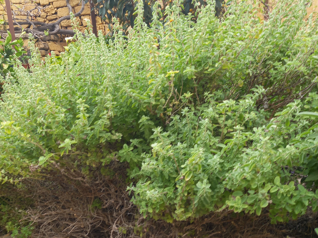 Gran Castello Historic House-Victoria必去景点