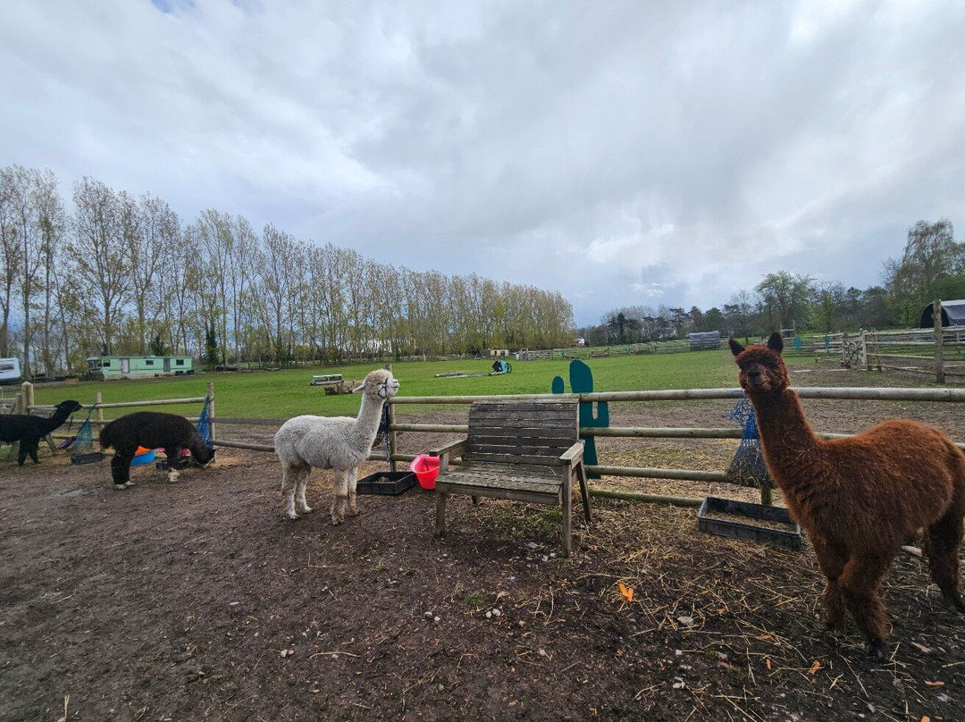 Woodlands Alpaca Farm-沃灵顿必去景点
