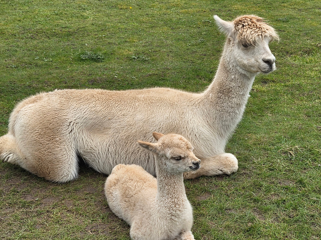 Manorafon Farm Park-Abergele必去景点