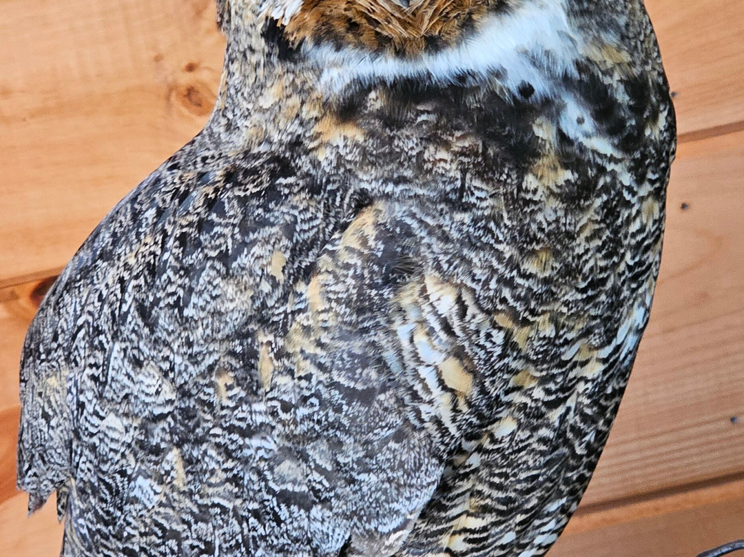 Monadnock Falconry-Temple必去景点