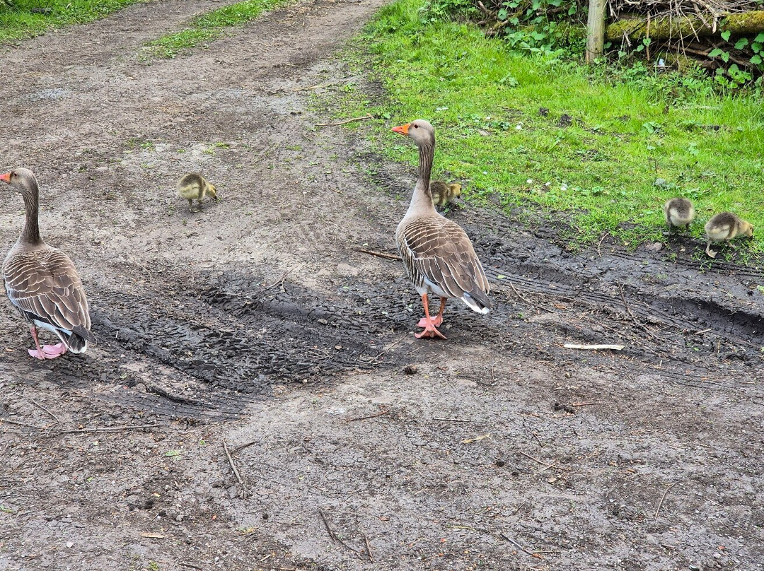 WWT Martin Mere Wetland Centre-Burscough必去景点