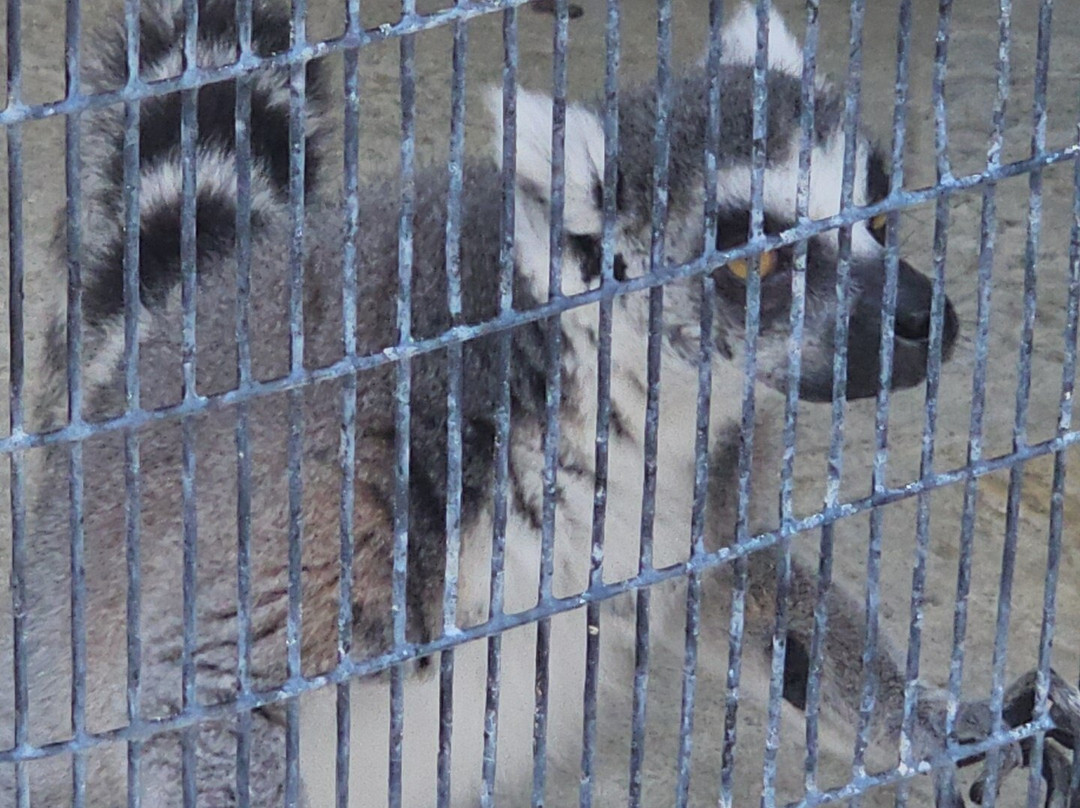 McCarthy's Wildlife Sanctuary-西棕榈滩必去景点