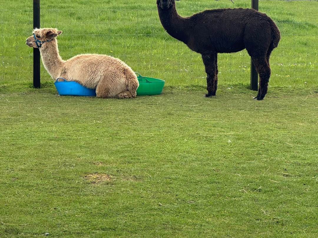 Bowbridge Alpacas Scotland-Peat Inn必去景点