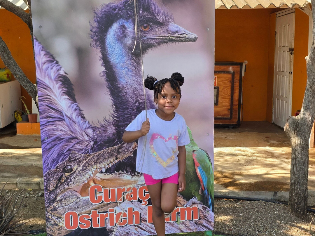 Curacao Ostrich Farm-库拉索必去景点