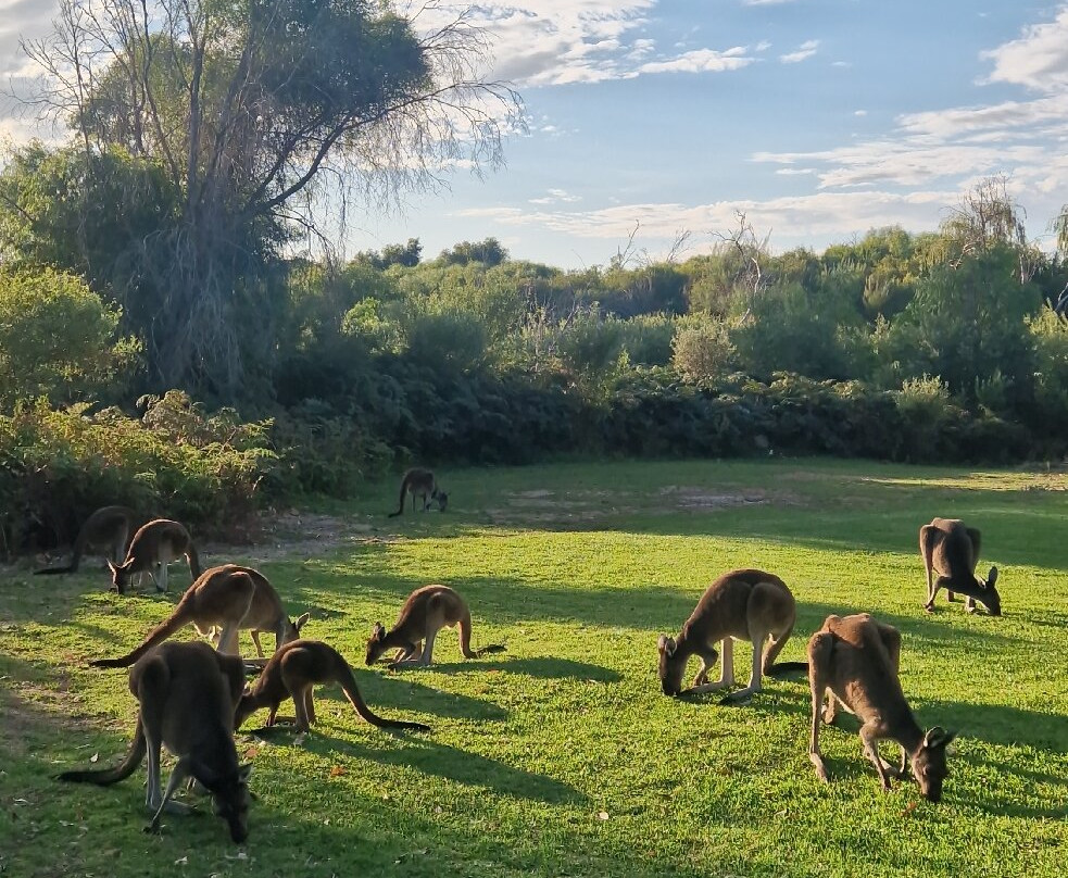 Yanchep National Park-扬切普必去景点