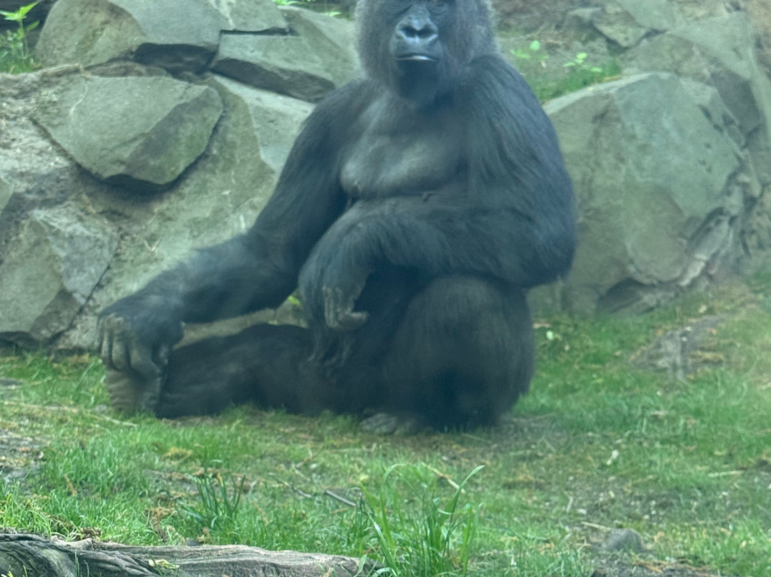 Bronx Zoo-布朗克斯必去景点