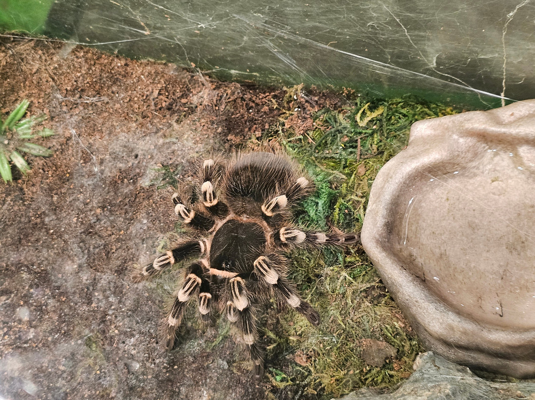 Victoria Bug Zoo-维多利亚必去景点