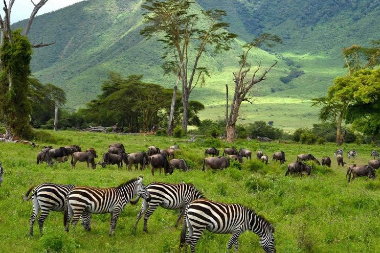 8-DAY TANZANIA SAFARI-TRACK IN THE DUST