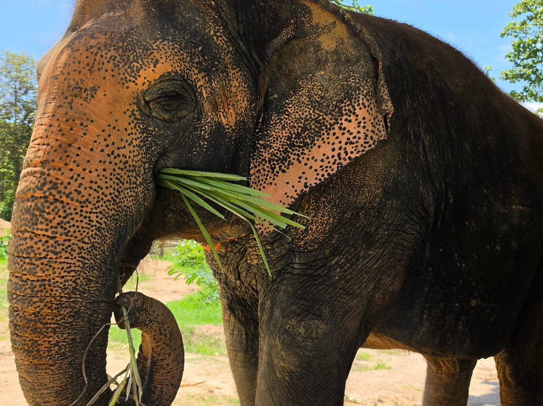 Maerim Elephant Sanctuary-夜林必去景点