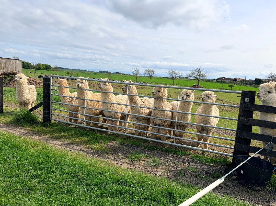 Bowbridge Alpacas Scotland-Peat Inn必去景点