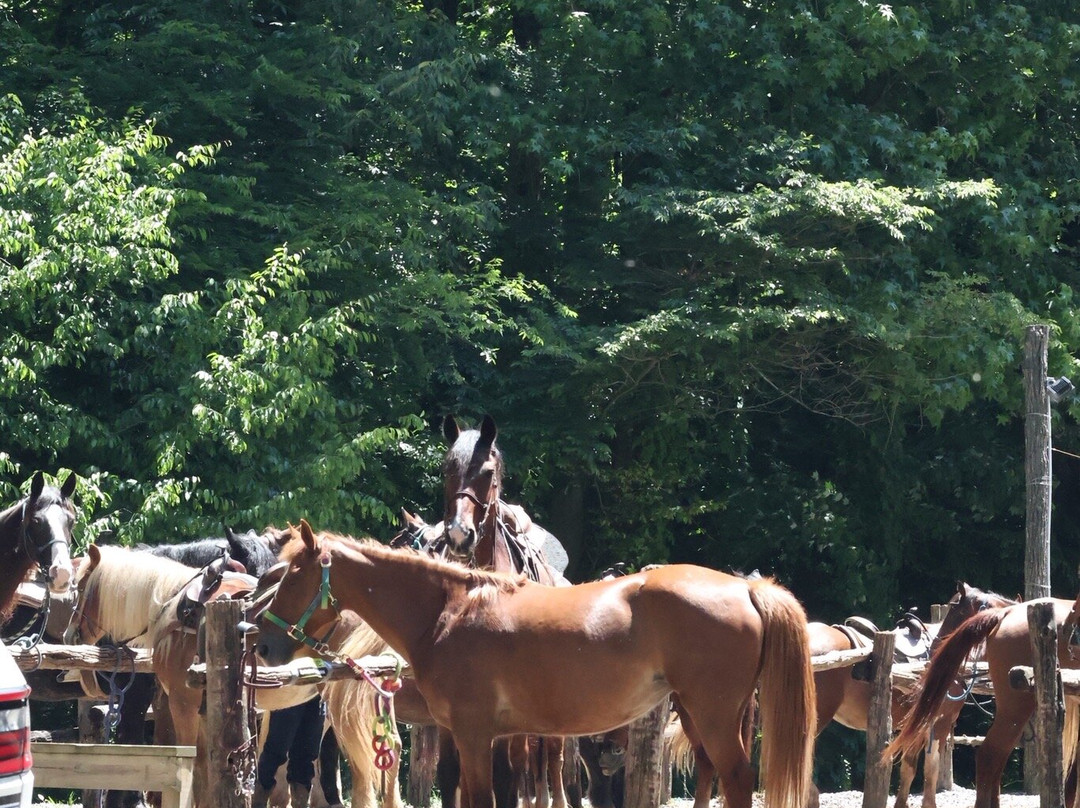 Sugarland Riding Stables-盖林柏格必去景点