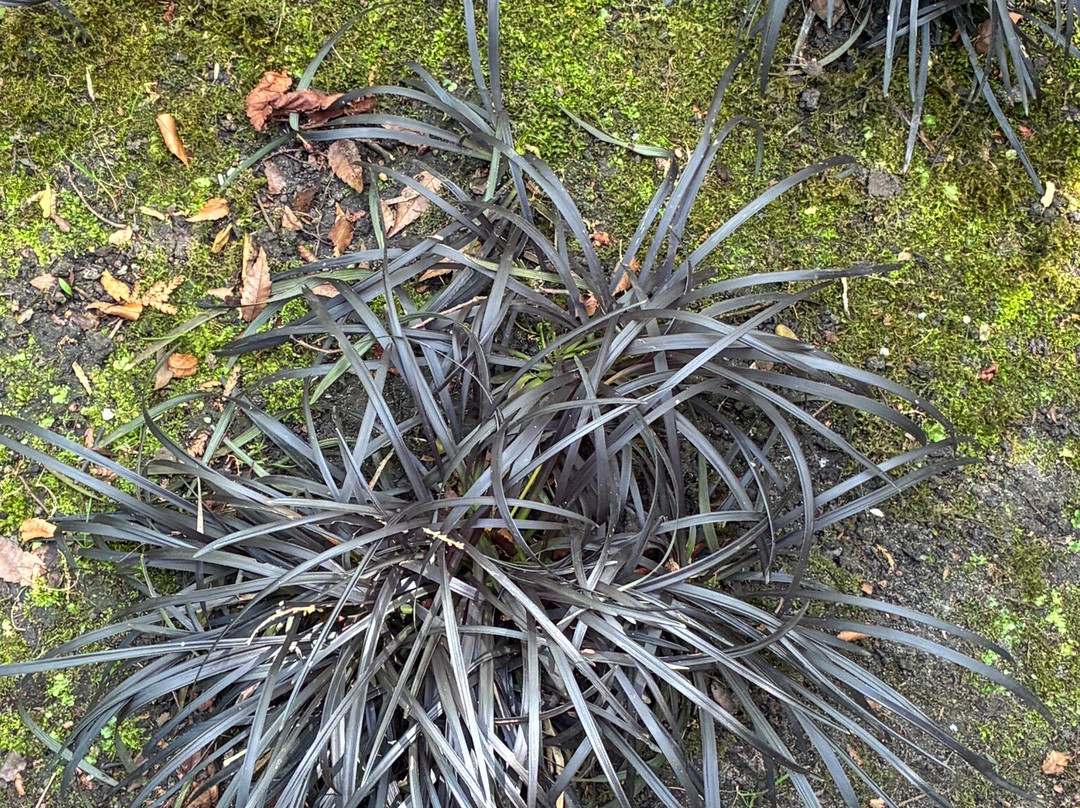 Hortus Botanicus Leiden-莱顿必去景点