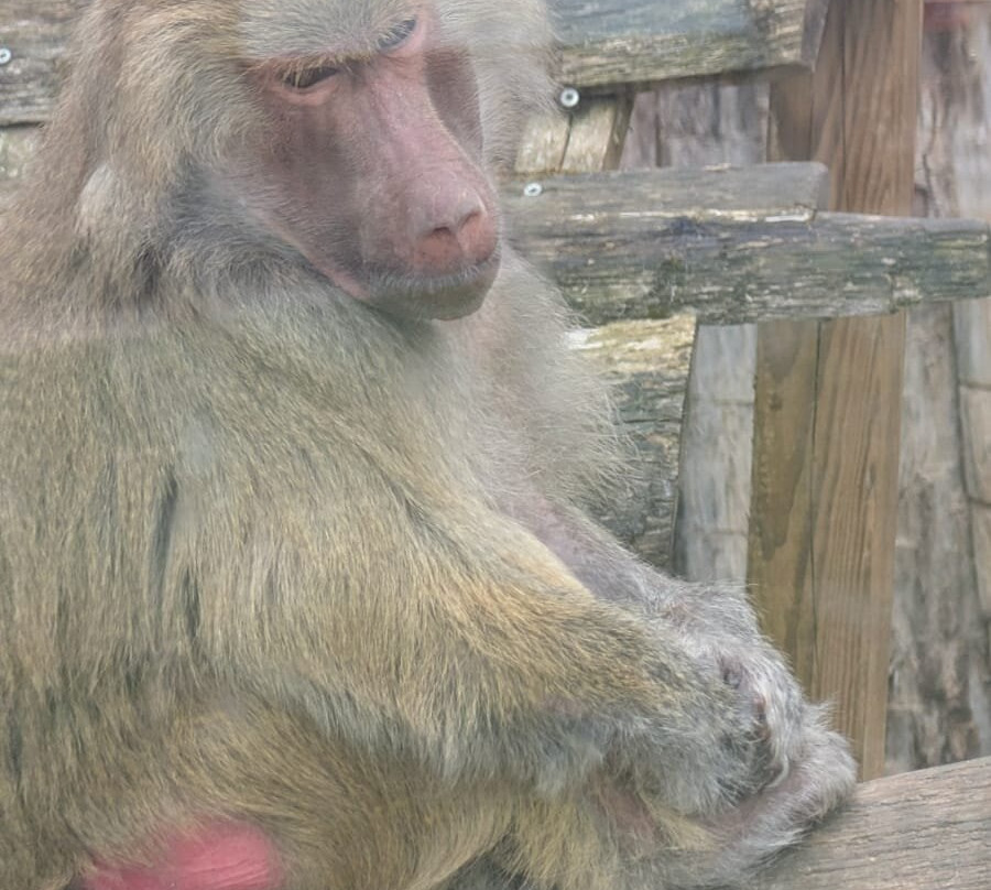 La Tanière - Zoo Refuge-Nogent-le-Phaye必去景点