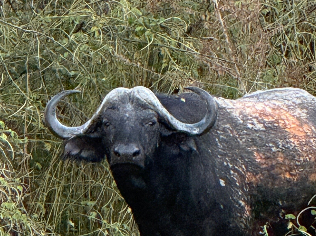 Safari Specialists-马翁必去景点