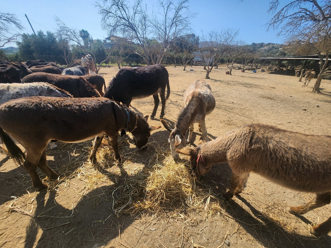 Agia Marina Donkey Rescue Sanctuary-Petrokefali必去景点