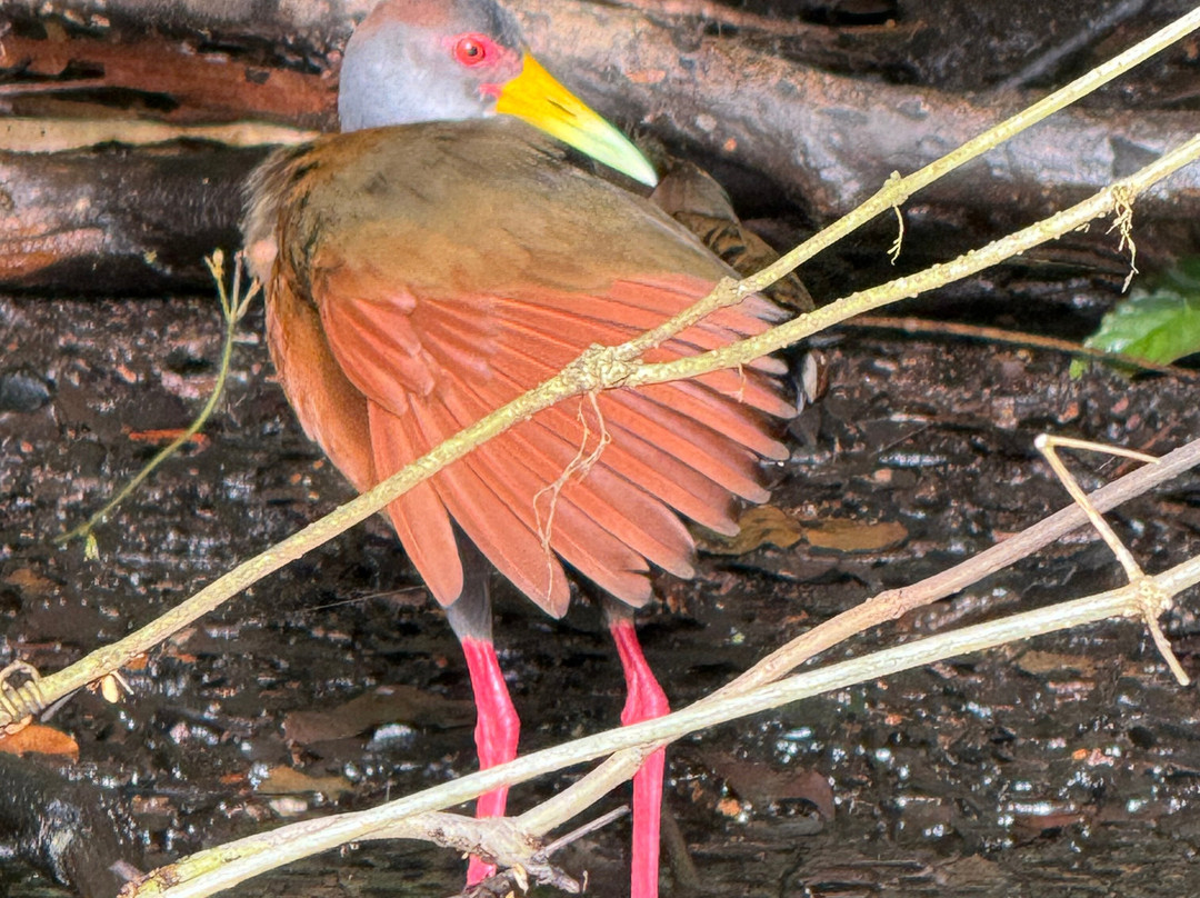 Tuanis Tour Tortuguero-托图杰多必去景点
