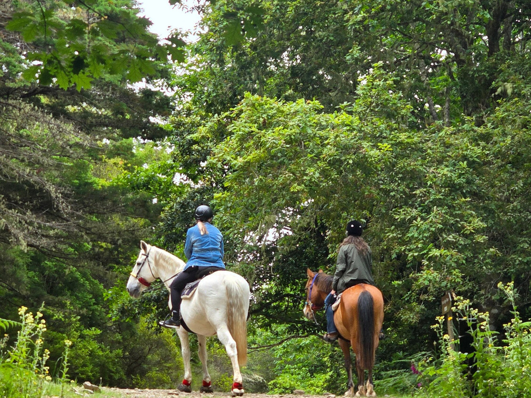 Equine Village by Quinta do Riacho-Santo da Serra必去景点
