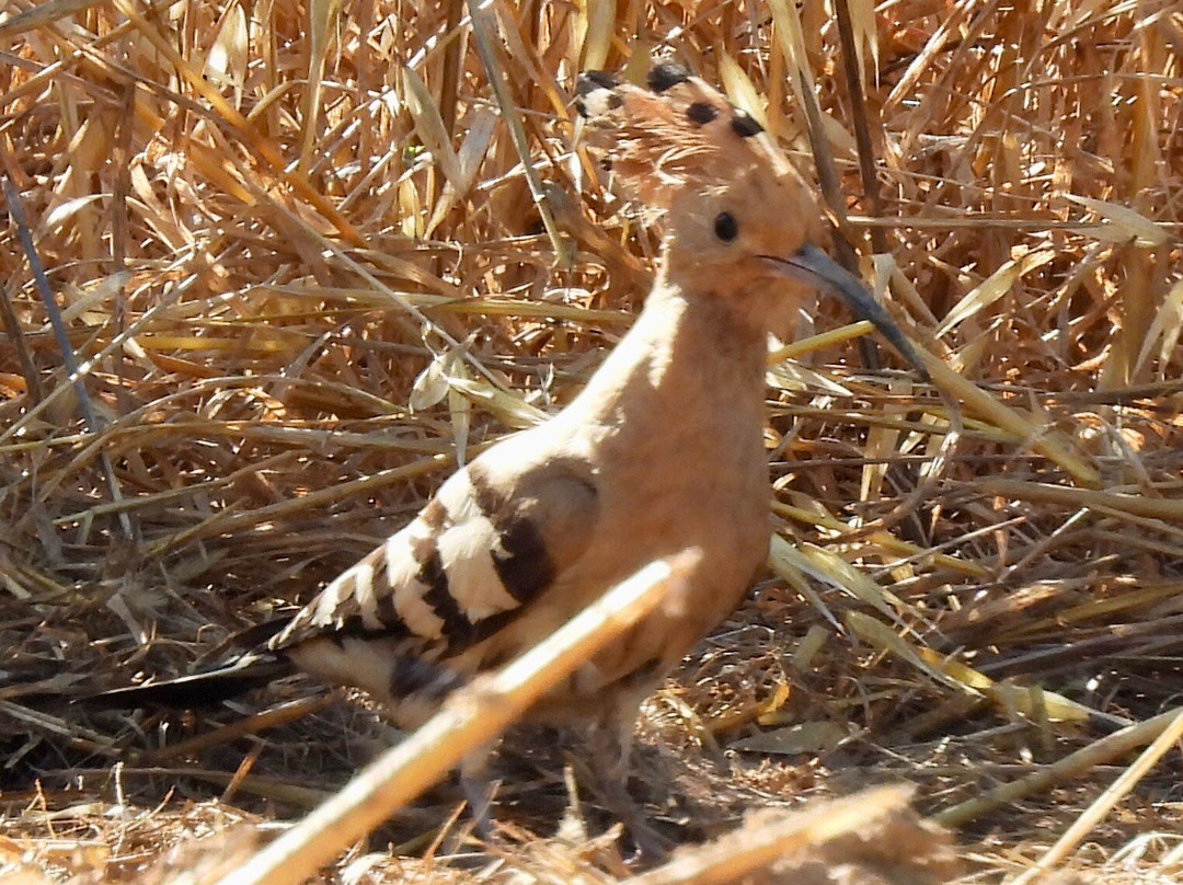 Greece Bird Tours-Marathon必去景点