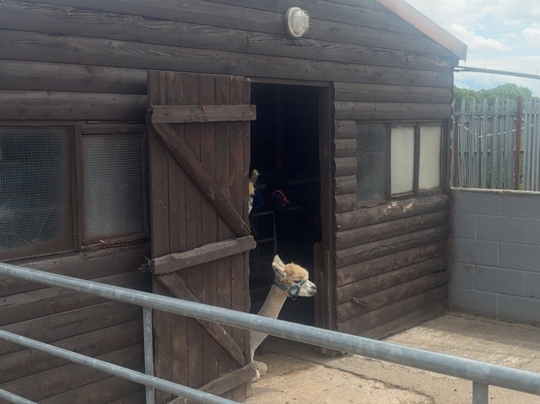 Willow Tree Family Farm-Shirebrook必去景点