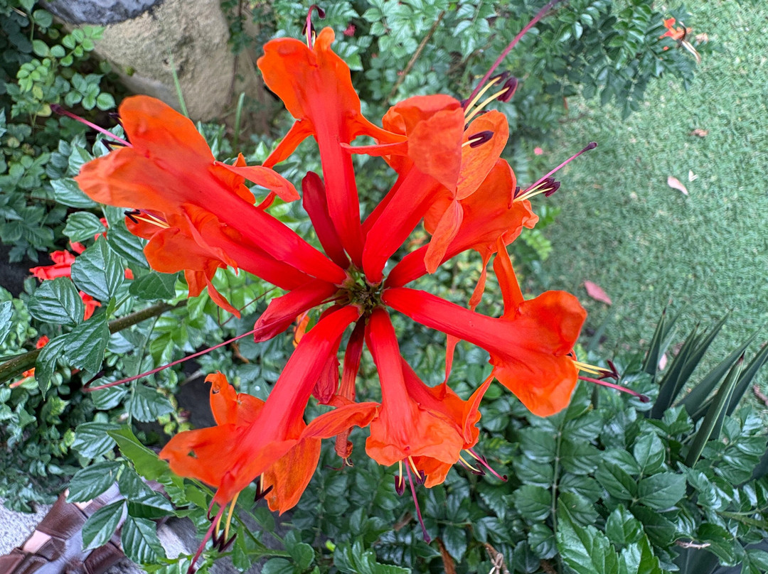 Jardin de Orquideas de Sitio Litre-德拉克鲁兹索尔港必去景点