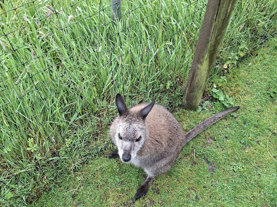 Screech Owl Sanctuary & Animal Park-St Columb Major必去景点