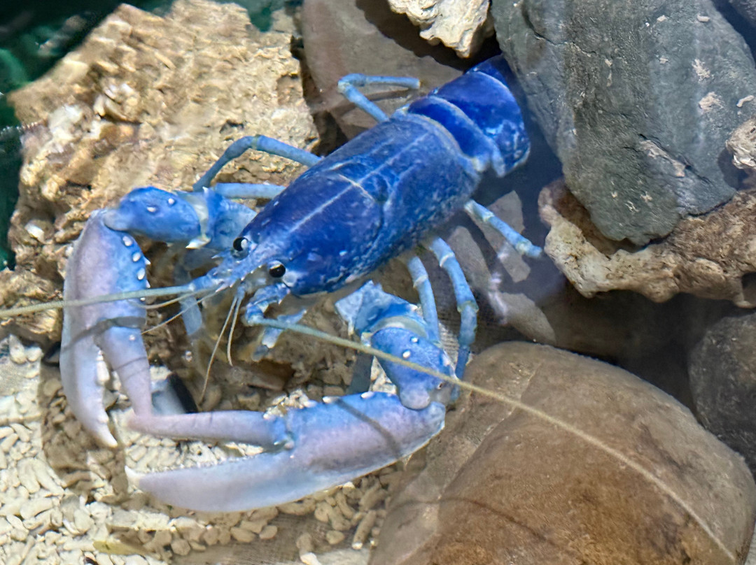 Lake District Coast Aquarium-Maryport必去景点